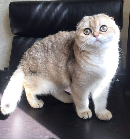 Scottish Fold