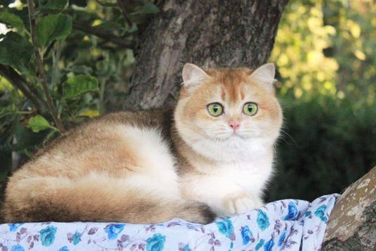 British Shorthair