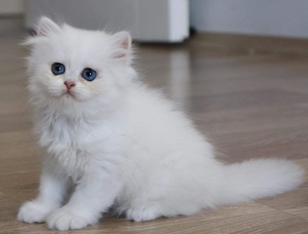 British Longhair