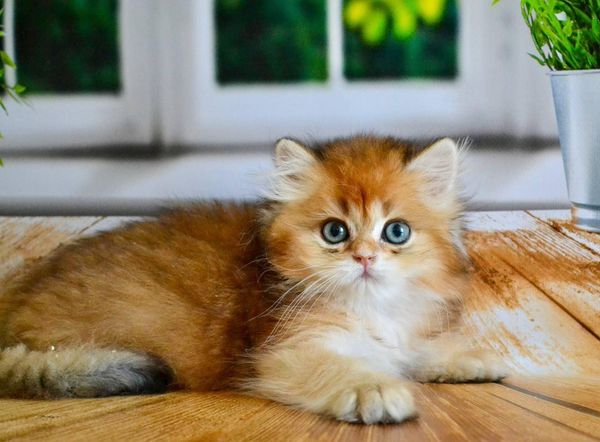 British Longhair