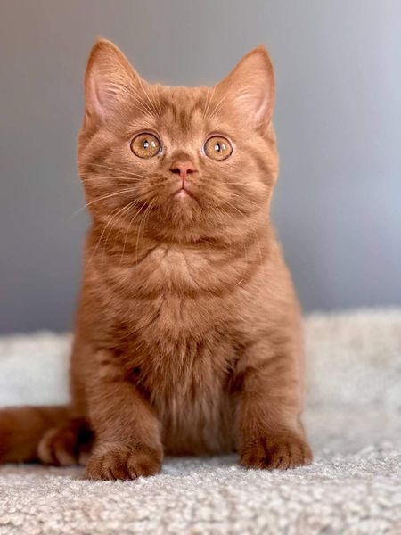 British Shorthair