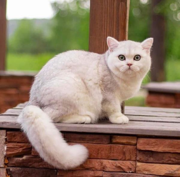 British Shorthair