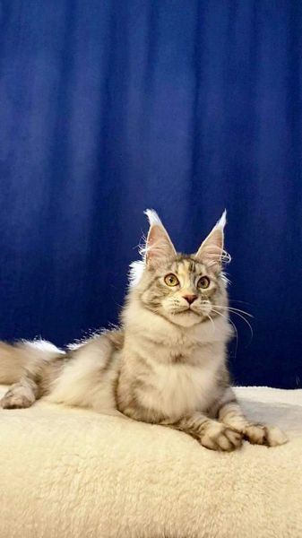 Maine Coon