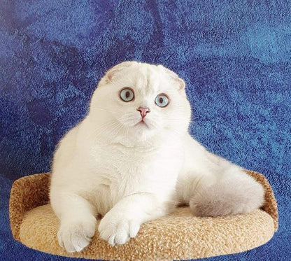 Scottish Fold