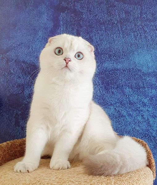 Scottish Fold