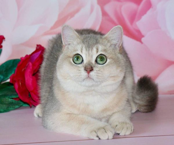 British Shorthair