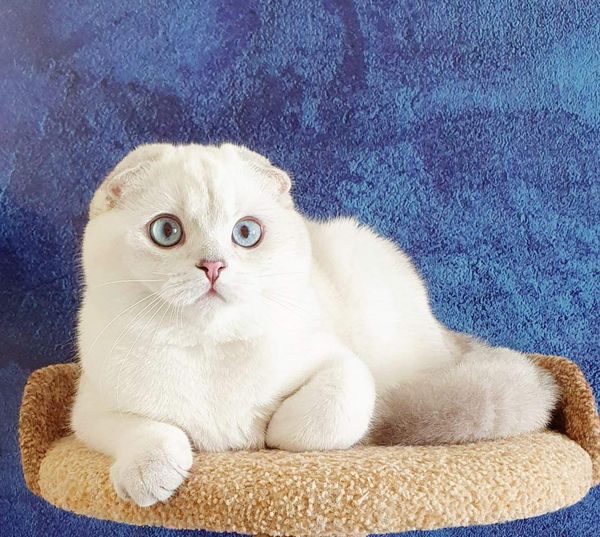 Scottish Fold