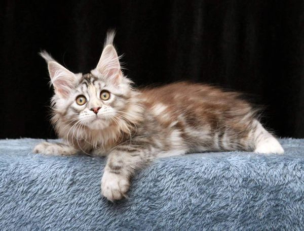 Maine Coon