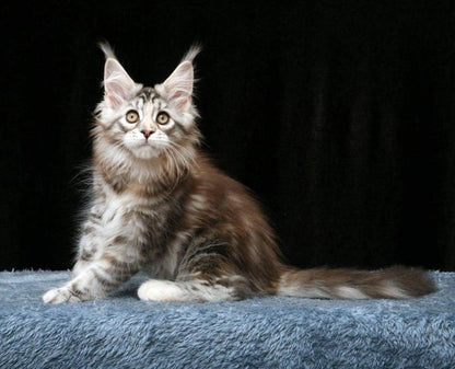 Maine Coon