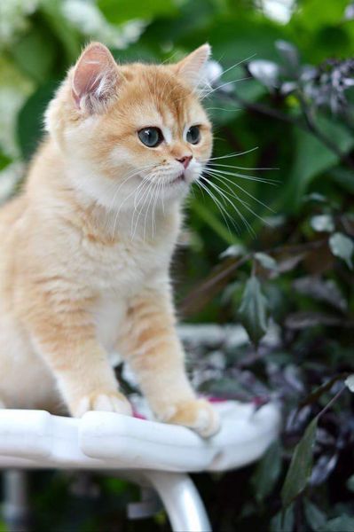 British Shorthair