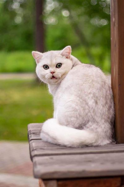 British Shorthair