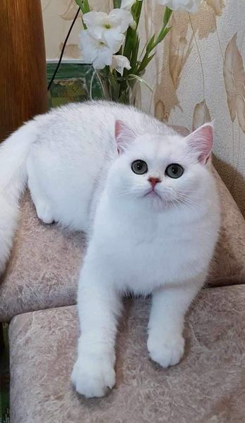 British Shorthair