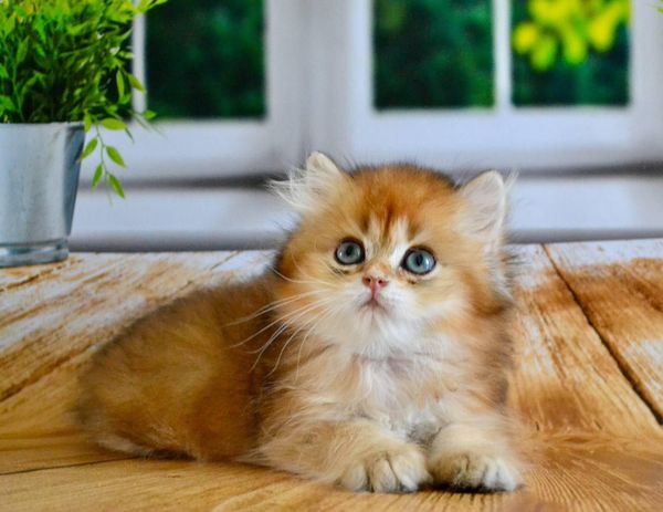 British Longhair