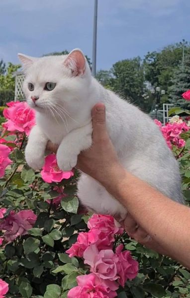 British Shorthair