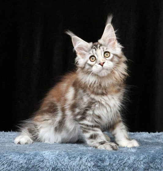 Maine Coon