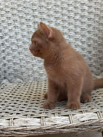 British Shorthair