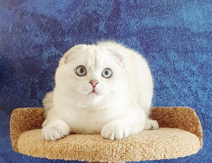 Scottish Fold