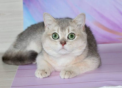 British Shorthair