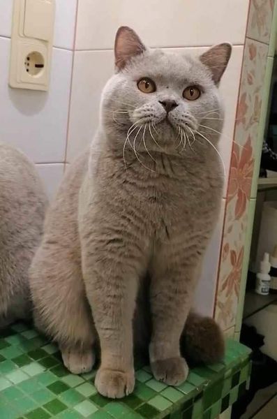 British Shorthair