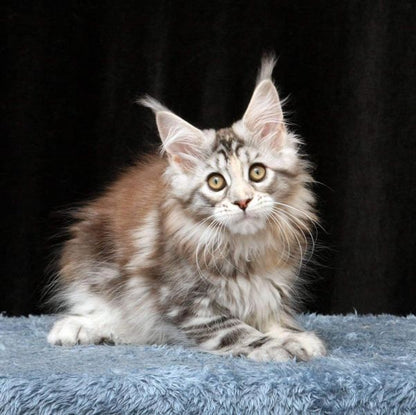 Maine Coon