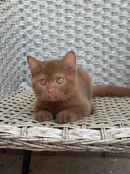 British Shorthair