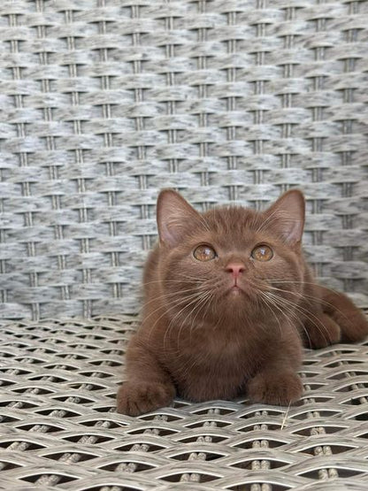 British Shorthair