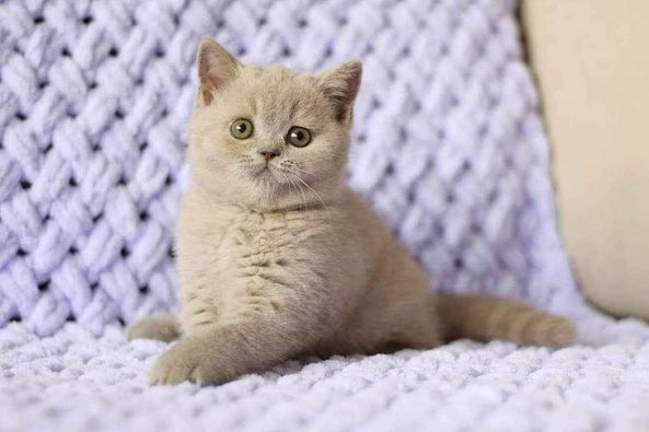 British Shorthair