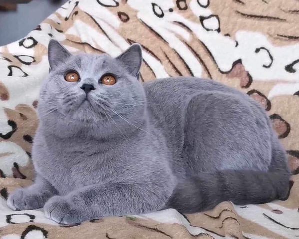 British Shorthair