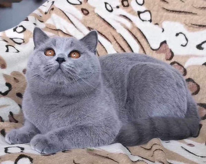 British Shorthair