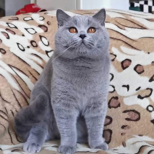 British Shorthair