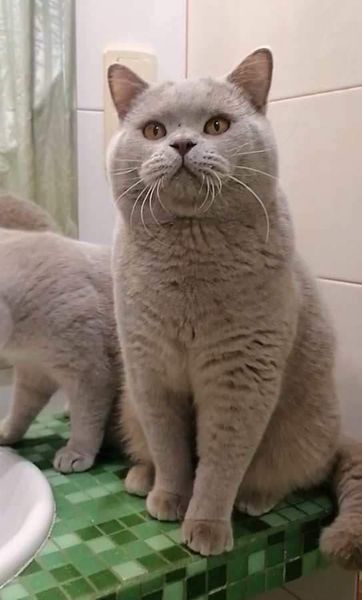 British Shorthair