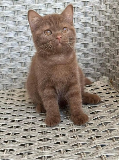 British Shorthair