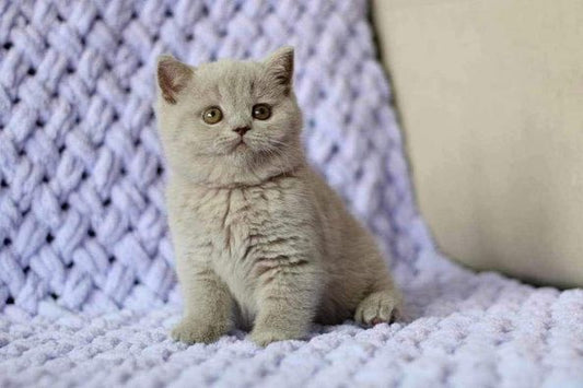 British Shorthair