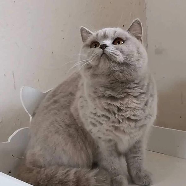 British Shorthair