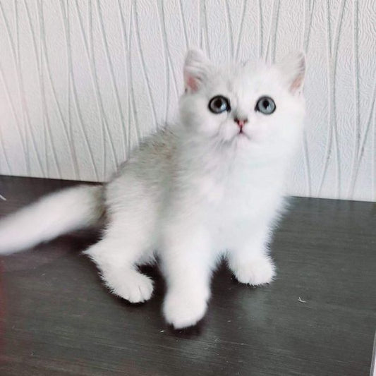 British Shorthair