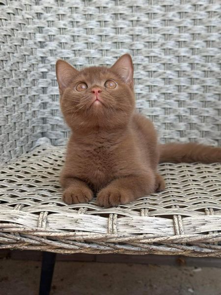 British Shorthair