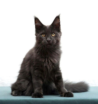 Maine Coon