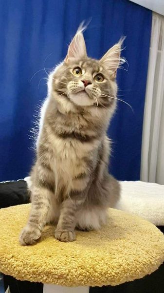 Maine Coon