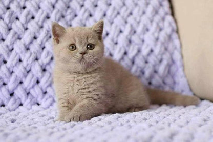 British Shorthair