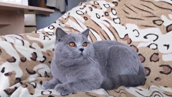 British Shorthair