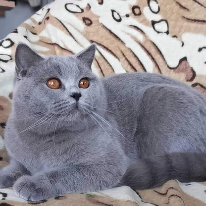 British Shorthair