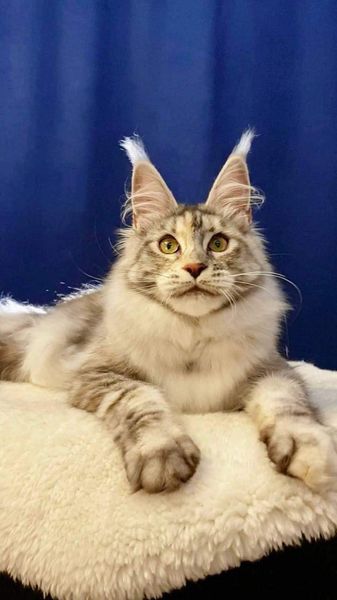 Maine Coon