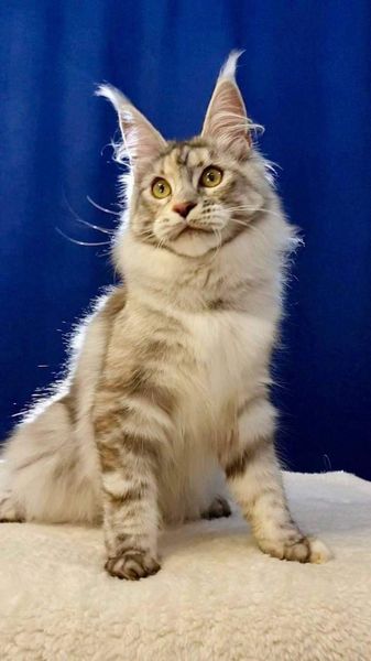 Maine Coon