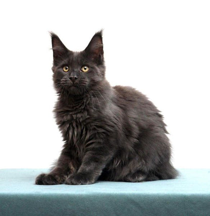 Maine Coon