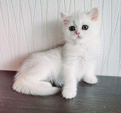 British Shorthair