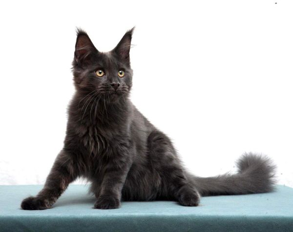 Maine Coon