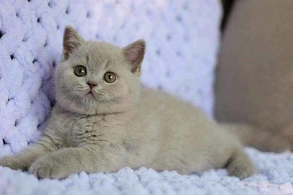 British Shorthair