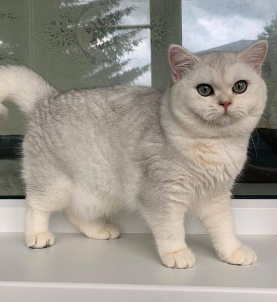 British Shorthair