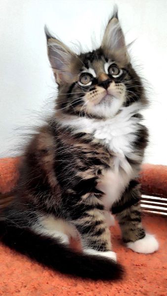 Maine Coon