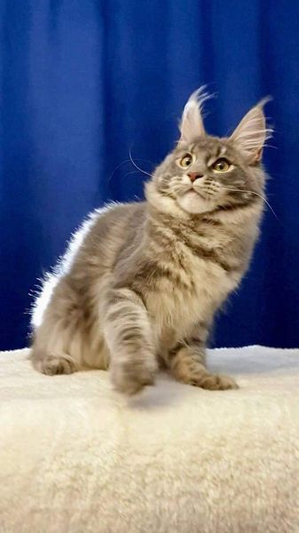 Maine Coon